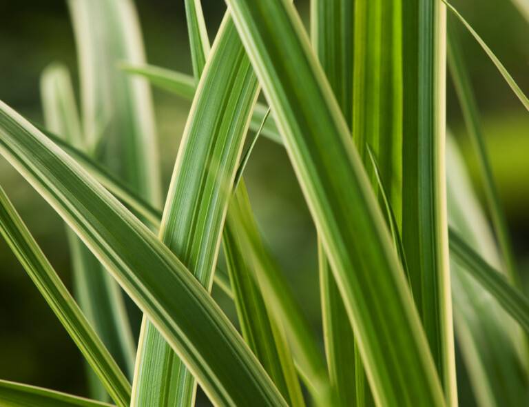 Carex morrowii 'Aureovariegata'